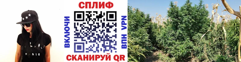 Конопля Amnesia  Купить  Бор 